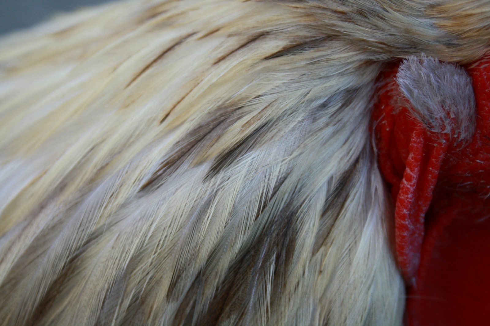 a close up of a red and white bird's head